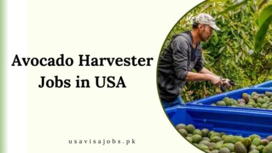 Avocado Harvester Jobs in USA