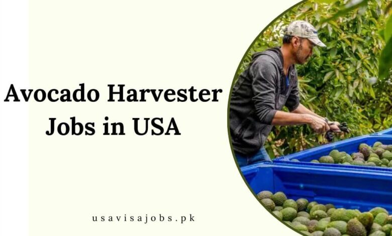 Avocado Harvester Jobs in USA